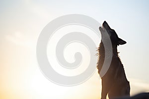 howling wolf in silhouette, sunrise behind