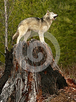 Quejoso Lobo sobre el un árbol tocón de árbol 