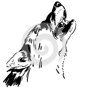Howling wolf vector illustration by crafteroks