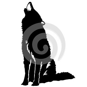 Howling wolf vector illustration by crafteroks