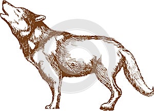 howling wolf. Vector illustration decorative design
