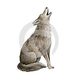 Howling wolf watercolor illustration. Grey wolf, coyot howl animal hand drawn image. Wildlife forest predator. Single