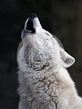 Howling wolf