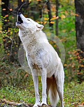 Howling Wolf