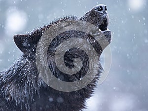 Howling wolf in winter