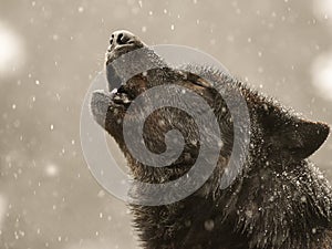 Howling wolf in winter during big snowfall