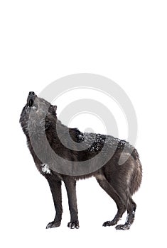 Howling wolf winter isolated on a white