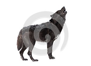 Howling wolf winter isolated on a white