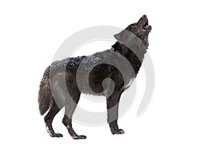 Howling wolf winter isolated on a white photo