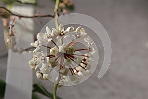 Hoya australis, commonly known as the Waxvine or Common waxflower