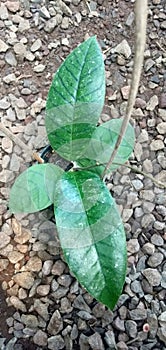 hoya callistophylla sp.skadaw, this hoya is generally like the usual hoya callistophylla but this hoya has bigger leaves