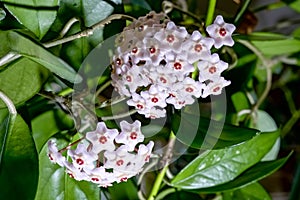 HOYA CARNOSA . Beautiful Home grown flower.Russia.