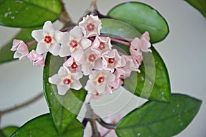 Hoya carnosa - Blooming buds - Close up - Italy