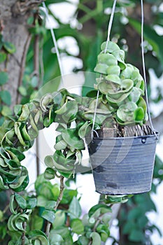 Hoya carnosa compacta,Hoya Compacta