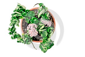 Hoya Carnosa Compacta