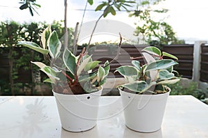 Hoya carnosa compacta,Hoya Compacta or hoya tricolor