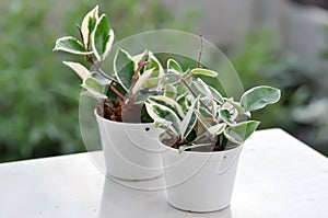 Hoya carnosa compacta,Hoya Compacta or hoya tricolor