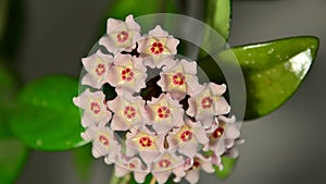 Hoya carnosa flower opening up in a time lapse video