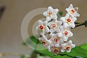 Hoya carnosa - Flowers - Close up - Italy