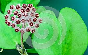 Hoya Carnosa flowers and heart shaped leaf