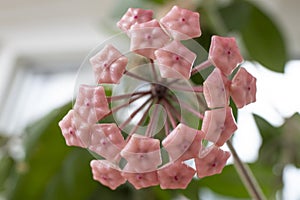 Hoya carnosa,  pink flower buds  also known as porcelain flower,   close up