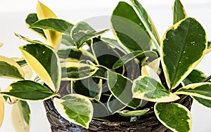 Hoya carnosa plant on a white background.