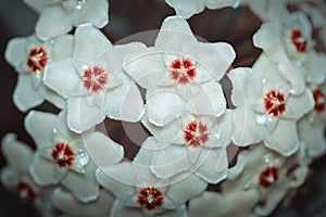 Hoya carnosa, Porcelainflower, waxplant closeup. White fluffy flower with a red center like a star. 
