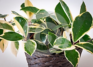 Hoya carnosa variegata `Krimson Queen`