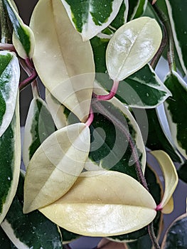 Hoya carnosa variegata `Krimson Queen`