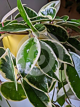 Hoya carnosa variegata `Krimson Queen` in a yellow pot