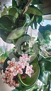 Hoya compacta pink flowers