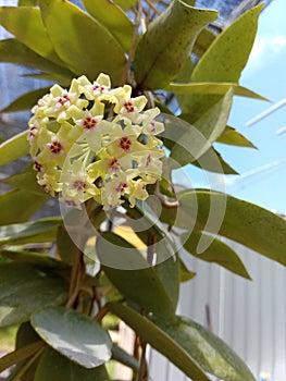 Hoya cumingiana   It blooms in clusters of yellow star shaped flowers that emit a spicy aroma small leaves grow close together