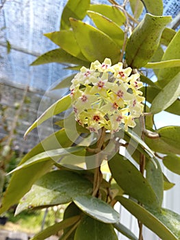 Hoya cumingiana from the Philippines  It blooms in clusters of yellow star shaped flowers that emit a spicy aroma
