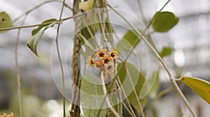 Hoya cutis porcelana is endemic to Samar and Biliran Islands in the Visayas Philippines photo