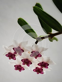 Hoya Engleriana Flower
