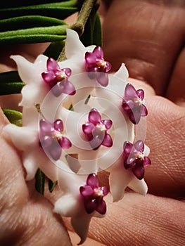 Hoya Engleriana Flower