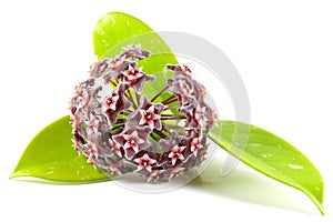 Hoya flower photo