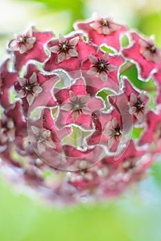 Hoya flowers while blooming in pink and purple