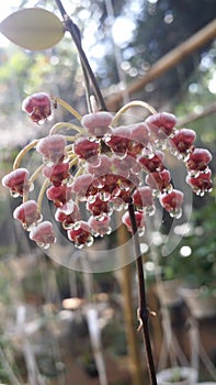 hoya flowers