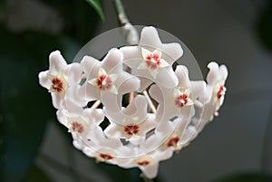 Hoya (Hoya carnosa) flower cluster