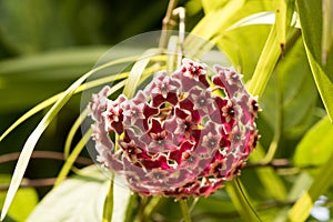 Hoya Hoya parasitica Roxb. Wall. Ex. Wight flowers.