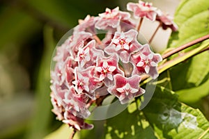 Hoya Hoya parasitica Roxb. Wall. Ex. Wight flowers.