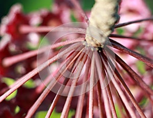 Hoya Imperialis Flower.