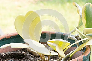 Hoya kerrii Craib in pot (Heart shaped plant), Sweetheart Hoya