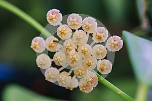 Hoya kerrii found in Thailand