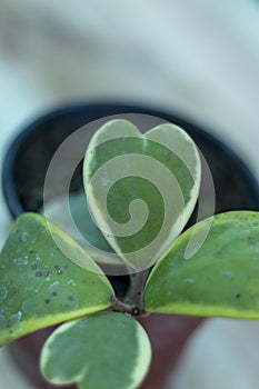 Hoya kerrii with heart shape leaves