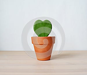 Hoya kerrii house plant in terracotta pot on wooden desk