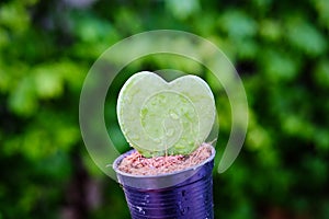 Hoya Kerrii, the thick leaves of heart-shaped