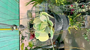 Hoya kerrii variegata ornamental plant heart shape leaves in a hanging pot