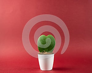 Hoya kerrii in white pot with red background